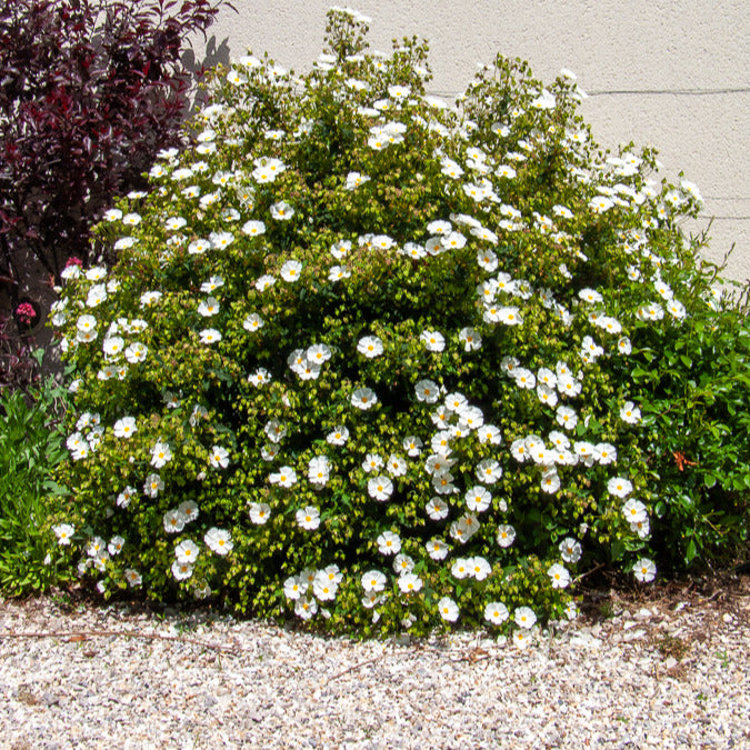 Verkauf Cistus des Corbières