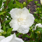 Hibiskus White Chiffon