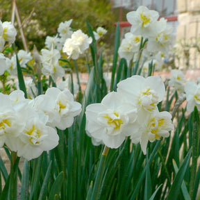 Narzissen ‘Cheerfulness’ (x5) - Willemse