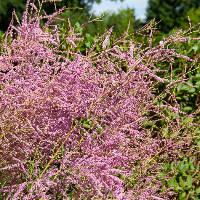 Sommer-Tamariske 'Pink Cascade'
