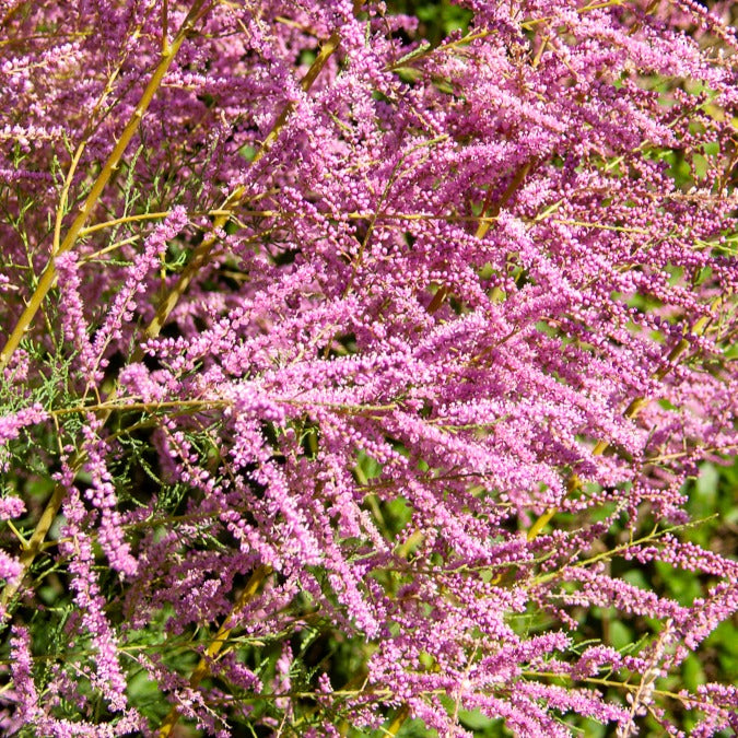 Sommer-Tamariske 'Pink Cascade'