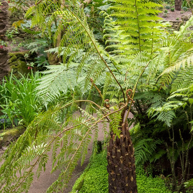 Tasmanischer Baumfarn