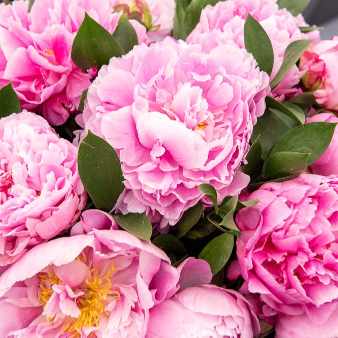 Pfingstrose Jacorma - Paeonia lactiflora Jacorma - Willemse