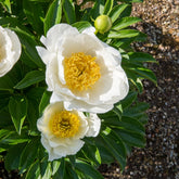Paeonia lactiflora Jan Van Leeuwen - Pfingstrose Jan Van Leeuwen - Pfingstrosen