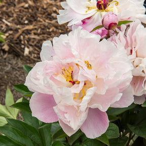 Pfingstrose Lady Alexandra Duff - Paeonia lactiflora Lady Alexandra Duff - Willemse