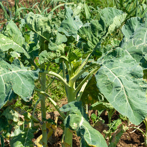 Futterkohl Proteor - Willemse