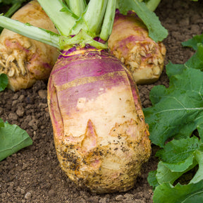 Kohlrabi Champion - Brassica napus champion - Willemse