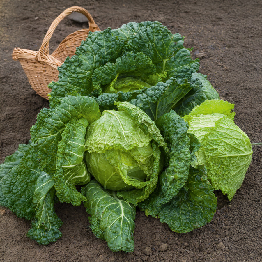 Wirsingkohl Gros des Vertus 2 - Brassica oleracea sabauda gros des vertus 2 - Willemse
