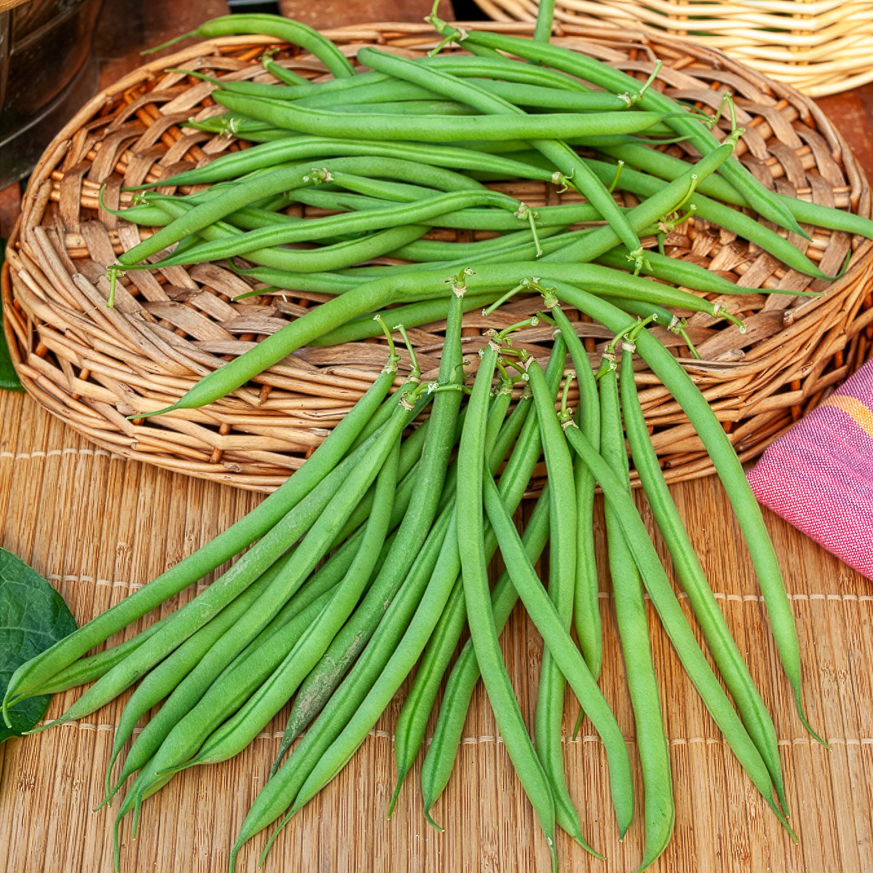 Buschbohne, mangetout ‘Castandel’ - Willemse