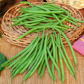 Buschbohne, mangetout ‘Castandel’ - Willemse