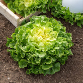 Endiviensalat Großer Lockenkopf - Cichorum endivia latifolium grosse bouclée - Willemse
