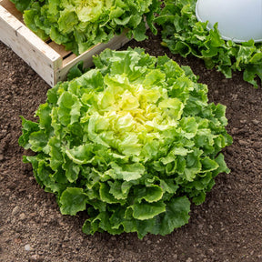 Endiviensalat Großer Lockenkopf - Cichorum endivia latifolium grosse bouclée - Willemse