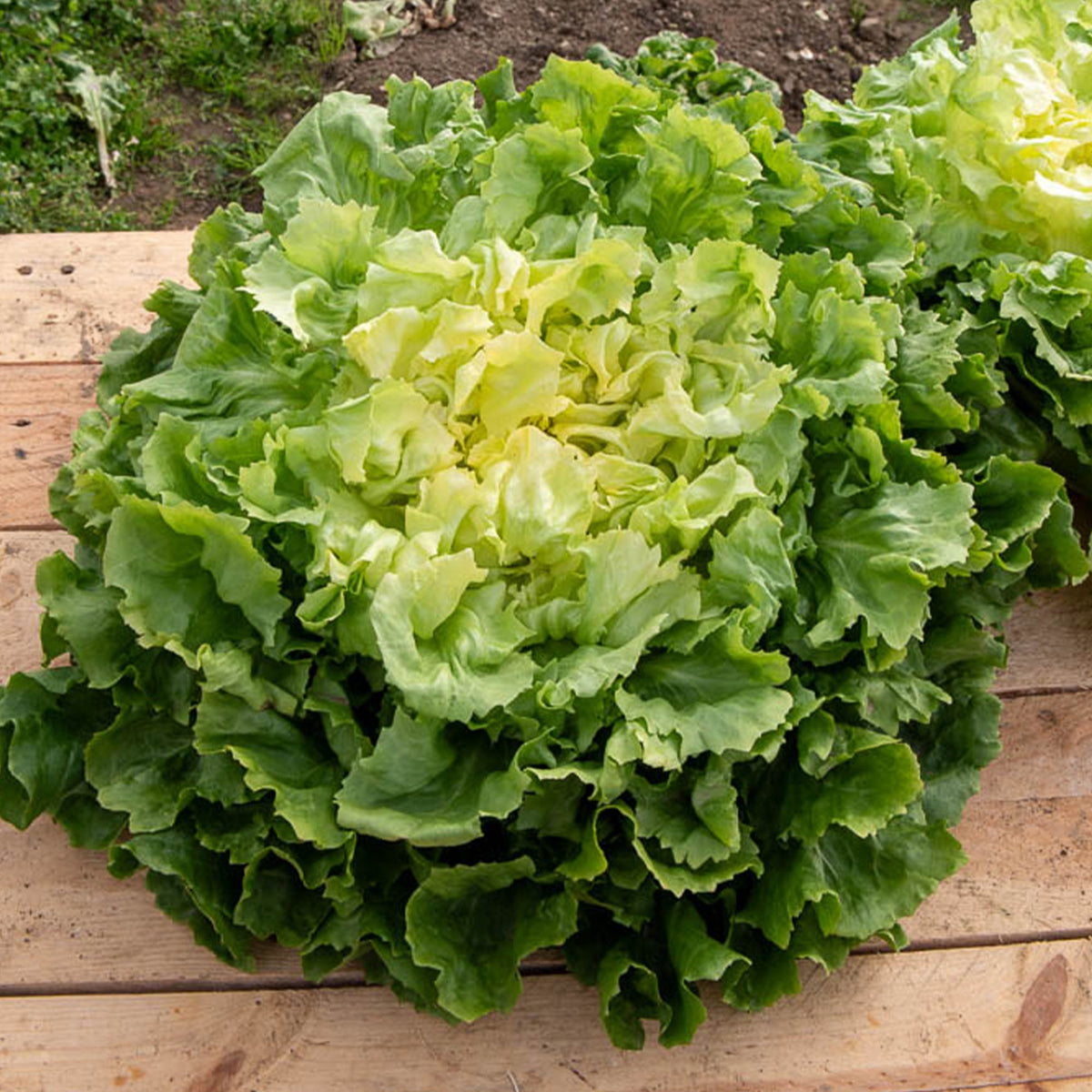 Endiviensalat Großer Lockenkopf - Willemse