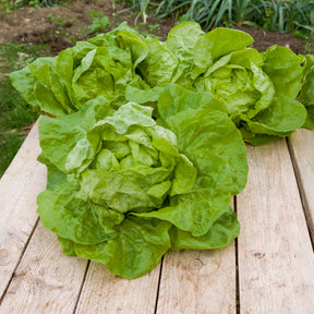 Kopfsalat ‘Grosse blonde paresseuse’ - Lactuca sativa grosse blonde paresseuse - Willemse