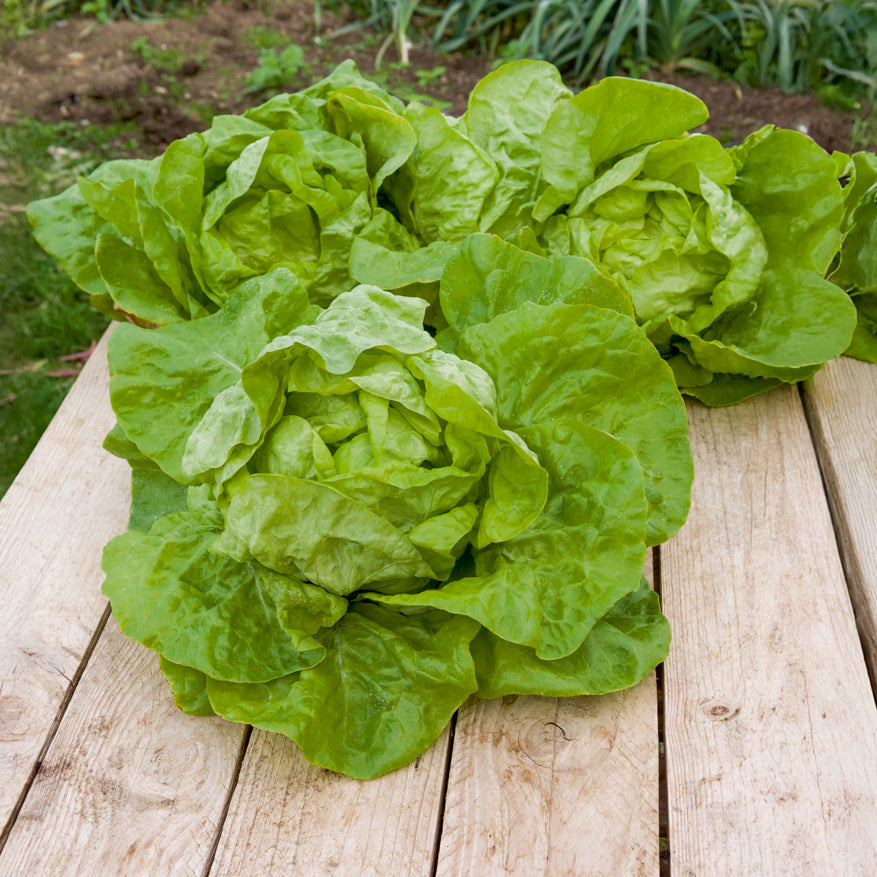 Kopfsalat Fauler dicker Blondschopf - Lactuca sativa grosse blonde paresseuse - Willemse