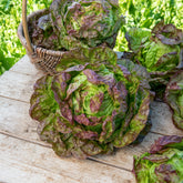 Kopfsalat ‘Merveille des quatre saisons’ - Lactuca sativa Merveille des Quatre Saisons - Willemse
