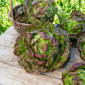 Kopfsalat ‘Merveille des quatre saisons’ - Lactuca sativa Merveille des Quatre Saisons - Willemse