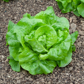 Kopfsalat Rigoletto - Willemse