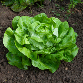 Samen für Salate - Kopfsalat Rigoletto - Lactuca sativa rigoletto