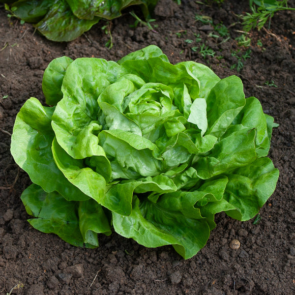 Samen für Salate - Kopfsalat Rigoletto - Lactuca sativa rigoletto