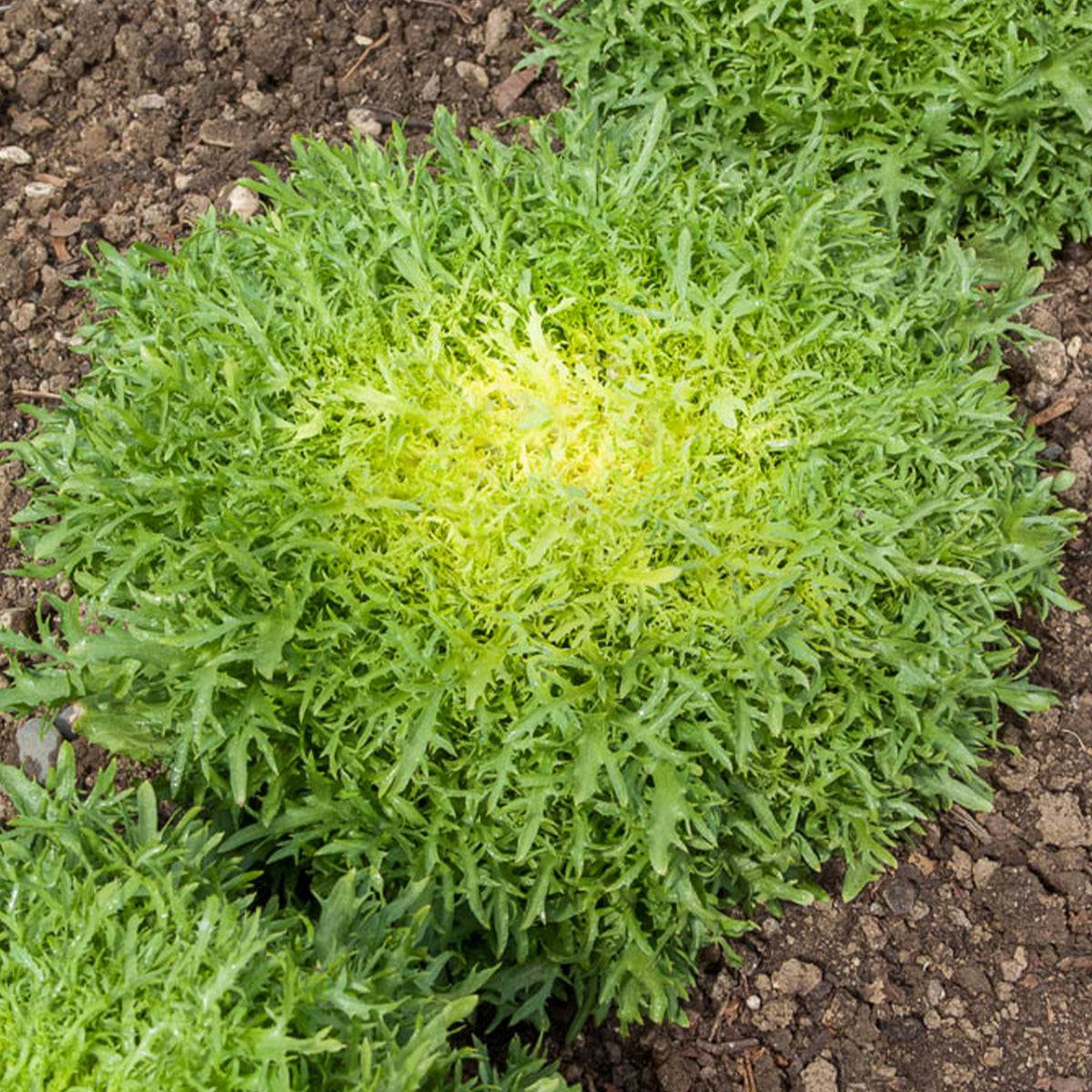 Endiviensalat Fine de Louviers - Cichorum endivia crispum fine de louviers - Willemse