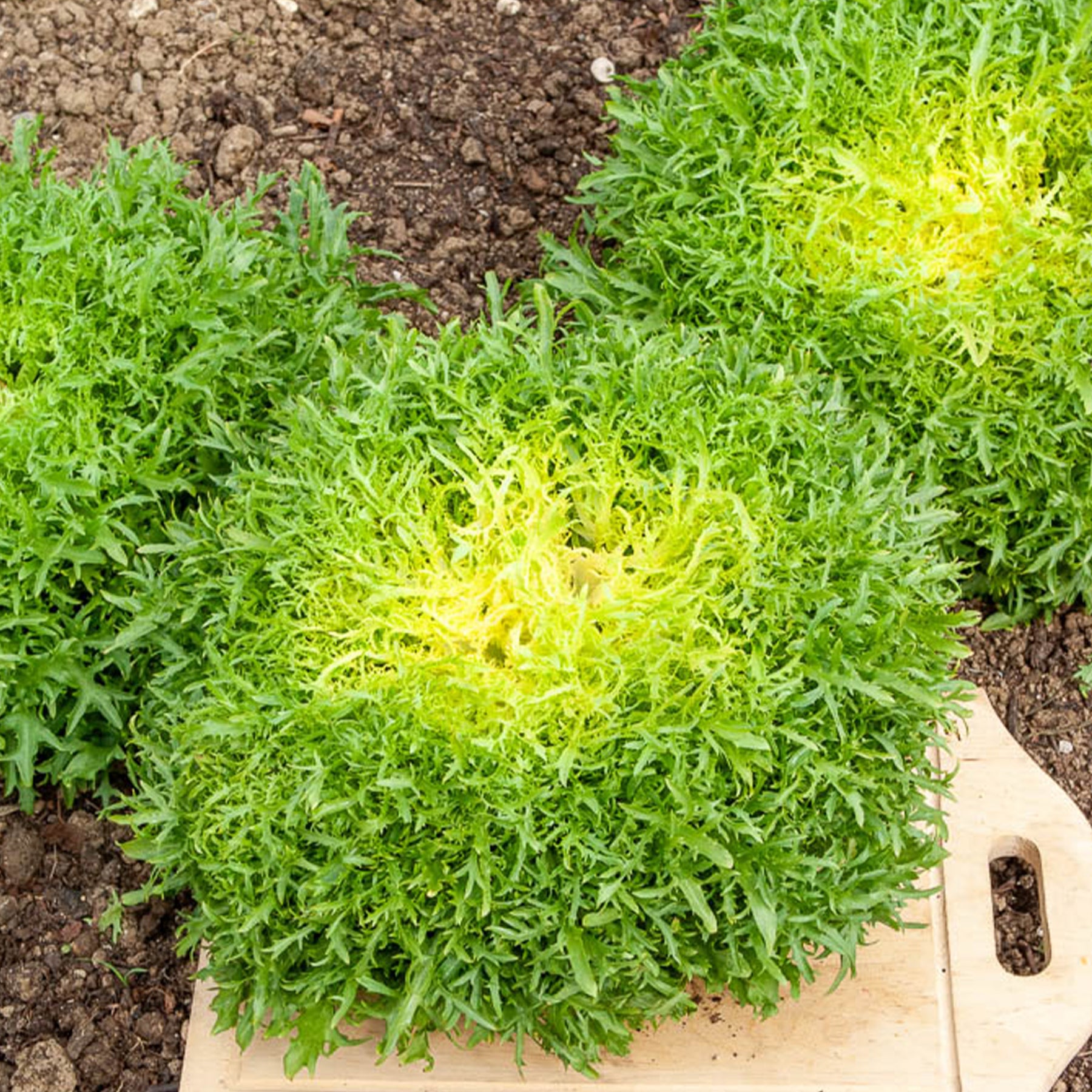 Friséesalat ‘Fine de Louviers’ - Willemse