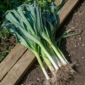 Allium porrum bleu de solaise - Lauch Blue de Solaise - Andere Gemüse-Saatgüter