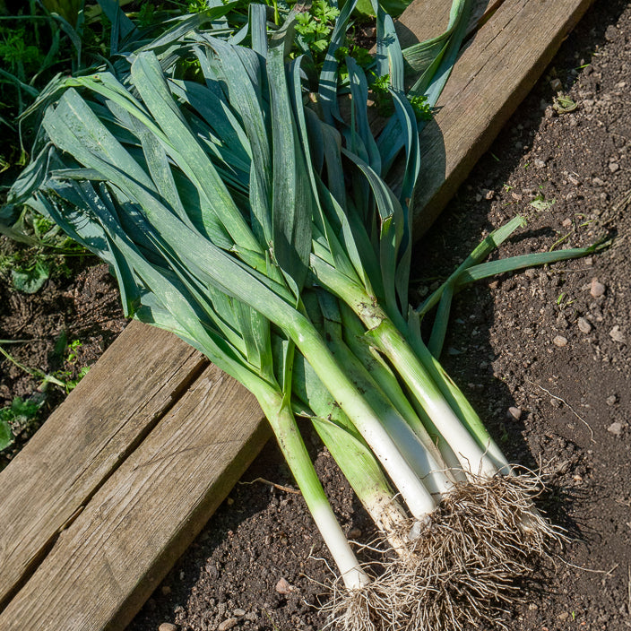 Allium porrum bleu de solaise - Lauch Blue de Solaise - Andere Gemüse-Saatgüter