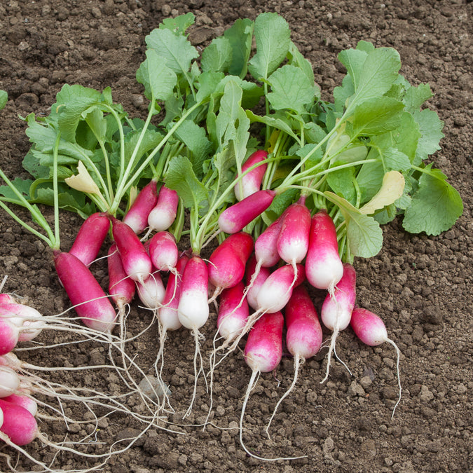 Radieschen 18-Tage halblang - Willemse