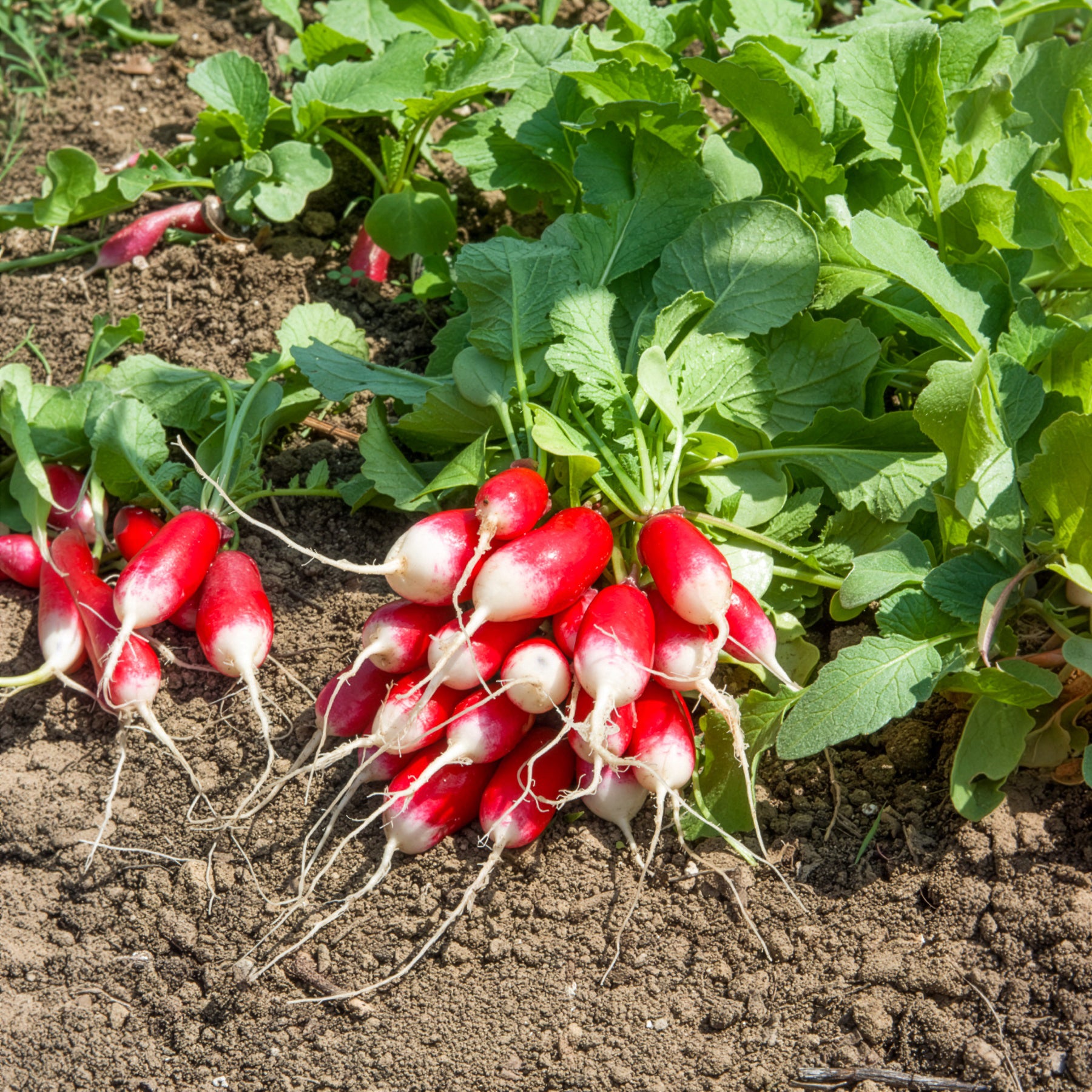 Radieschen Bamba - Willemse