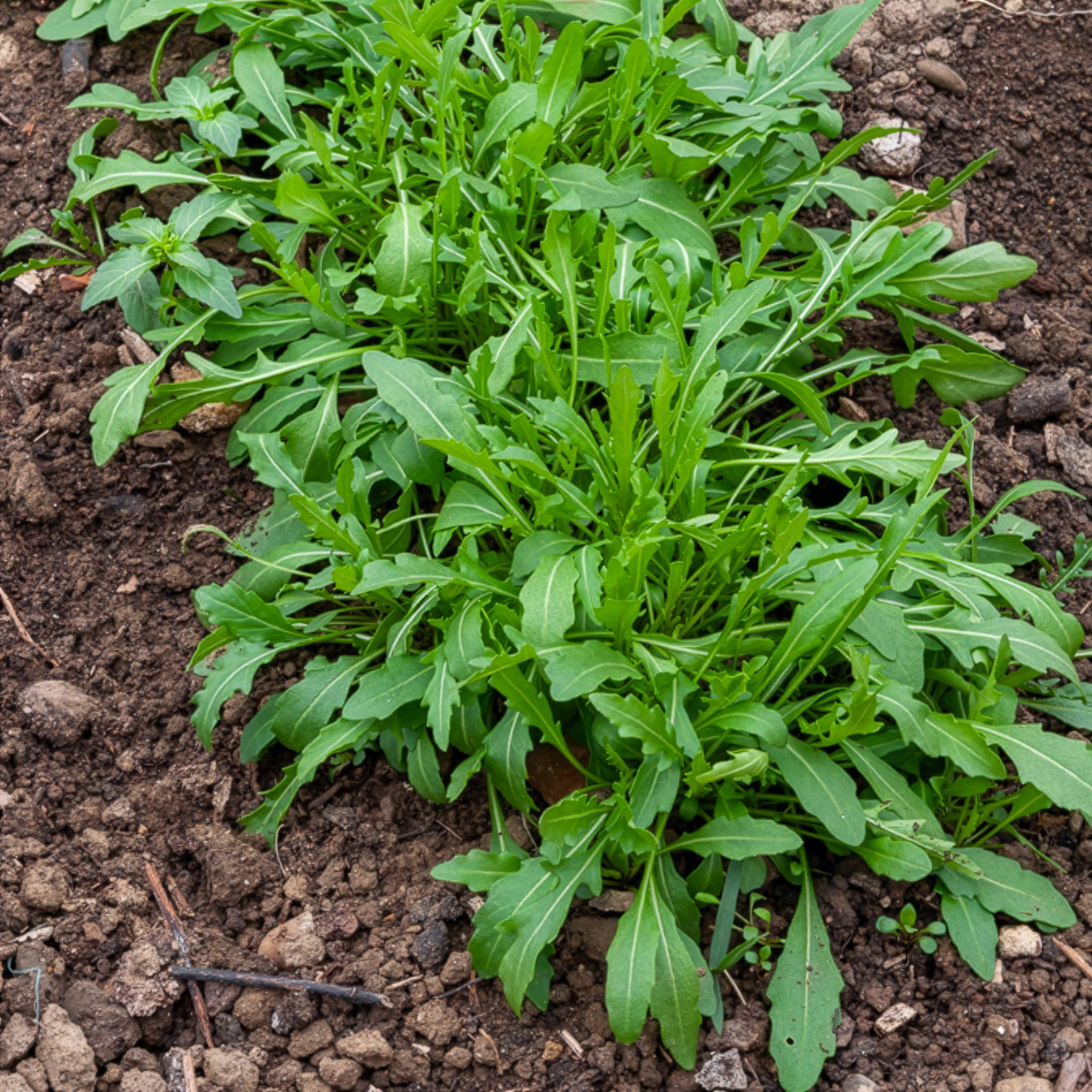 Rucola