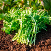 Chicoree ‘Barbe de Capucin’ - Cichorium intybus  barbe de capucin - Willemse