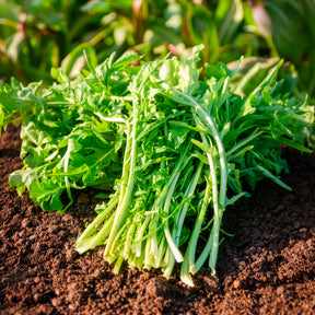 Chicoree ‘Barbe de Capucin’ - Cichorium intybus  barbe de capucin - Willemse