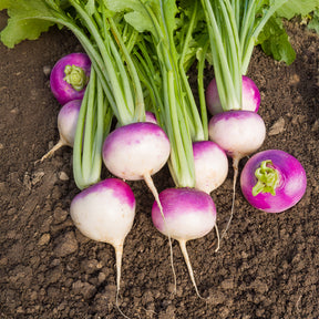 Steckrübe De Nancy - Brassica rapa de nancy - Willemse
