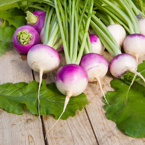 Brassica rapa de nancy - Steckrübe De Nancy - Brassica rapa - Speiserübe