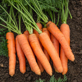 Möhre ‘Nantaise amelioree 4’ - Willemse