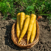 Gelbe Möhre ‘Jaune de Lobberich’ - Daucus carota jaune de lobberich jaune du doubs - Willemse