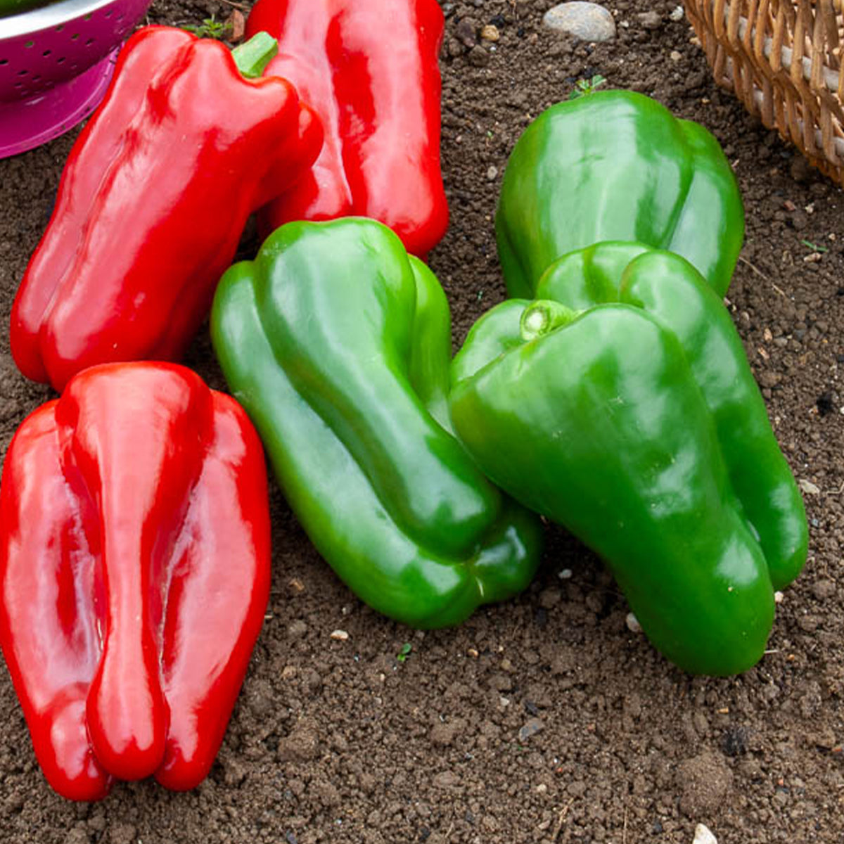 Paprika Lamuyo F1 - Capsicum annuum lamuyo f1 - Willemse