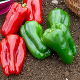 Paprika Lamuyo F1 - Capsicum annuum lamuyo f1 - Willemse