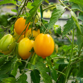 Tomate ‘Lemon Tree’