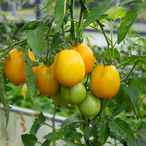 Tomate ‘Lemon Tree’
