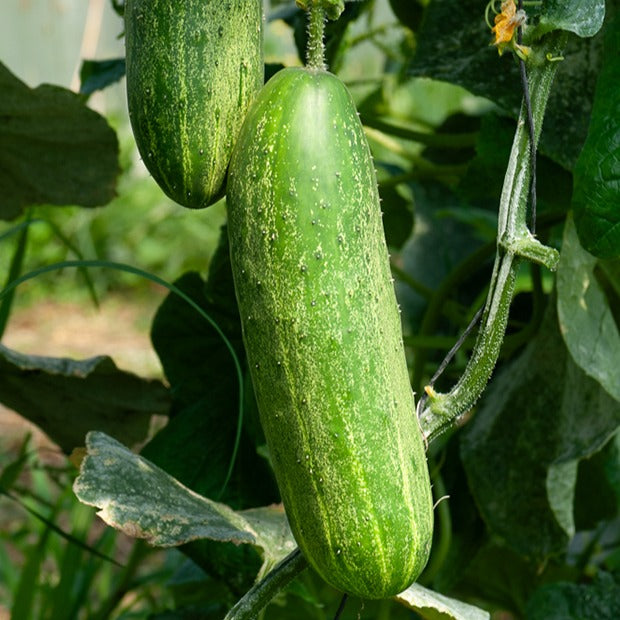 Gurke der Großzügige - Cucumis sativus le généreux - Gemüsegarten