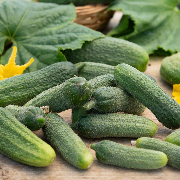 Gurke Vert Petit de Paris - Willemse