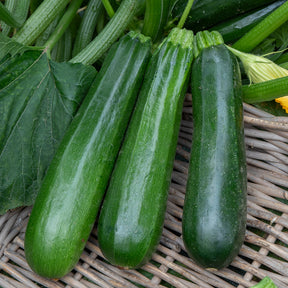 Zucchini Verte non coureuse des maraîchers - Willemse