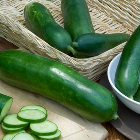 Salatgurke ‘Vert long maraîcher’ - Cucumis sativus vert long maraîcher - Willemse