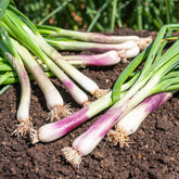 Winterzwiebel (Lauchzwiebel) ‘Commune Rouge’ - Allium fistulosum - Willemse