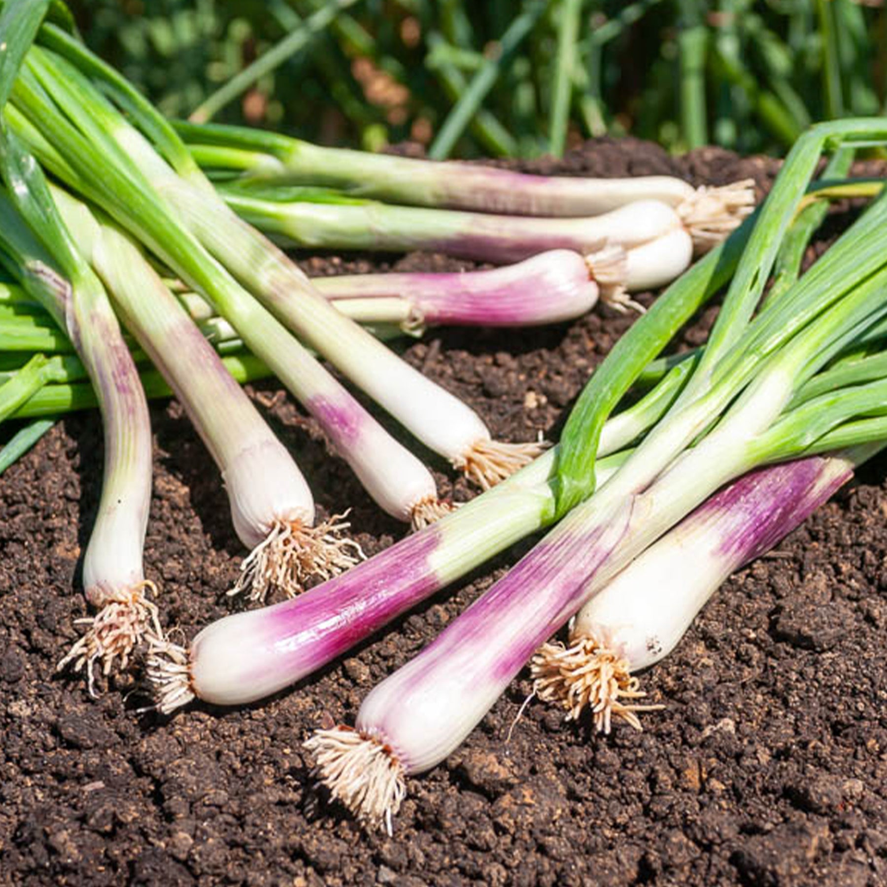 Winterzwiebel (Lauchzwiebel) ‘Commune Rouge’ - Allium fistulosum - Willemse