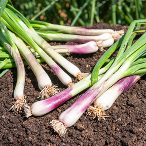 Winterzwiebel (Lauchzwiebel) ‘Commune Rouge’ - Allium fistulosum - Willemse