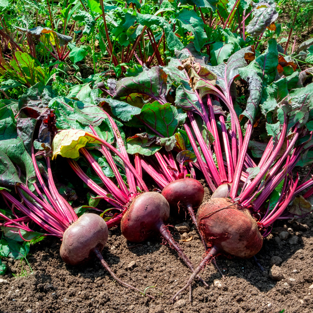 Bio-Rote Bete ‘D’Égypte’ - Beta vulgaris d'egypte - Willemse