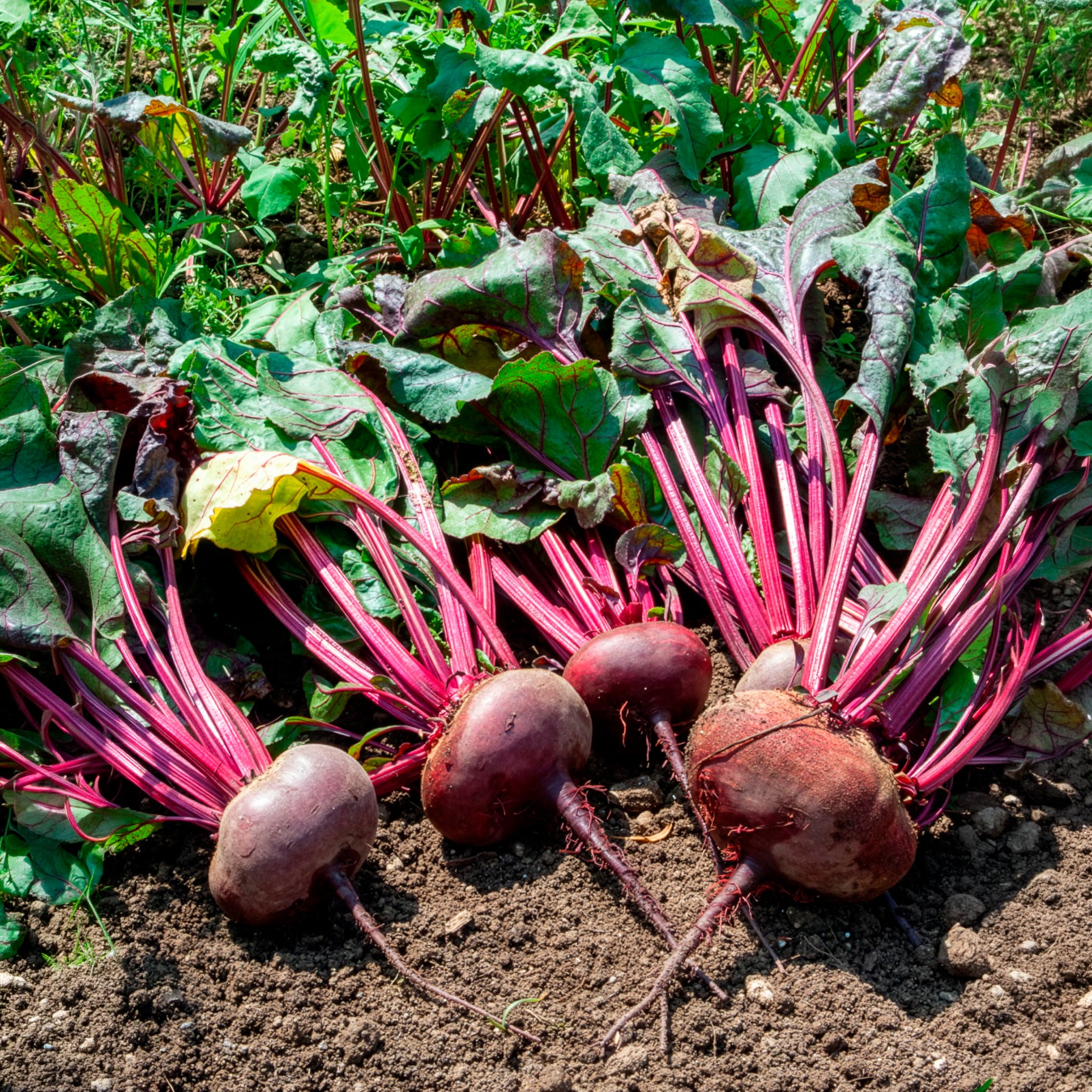 Bio-Rote Bete ‘D’Égypte’ - Beta vulgaris d'egypte - Willemse